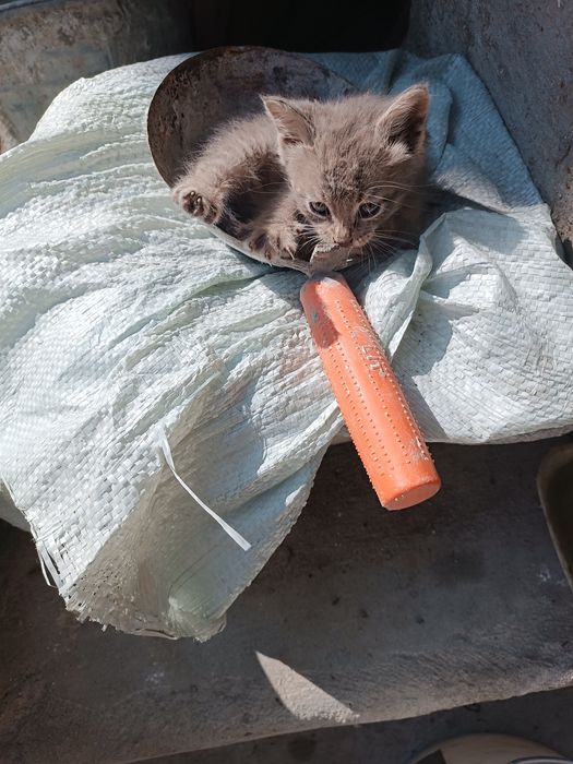 Котята, бесплатно.