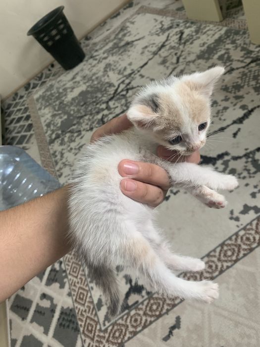 Котенок 4 недели отдам в хорошие руки