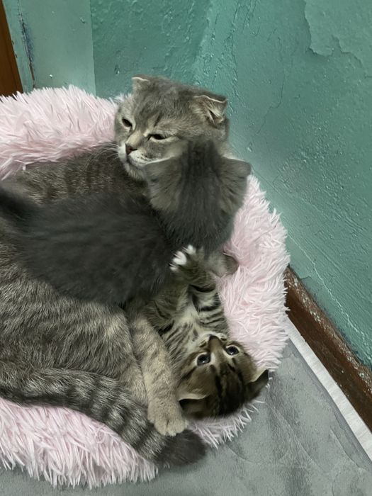 Отдам котят в добрые руки