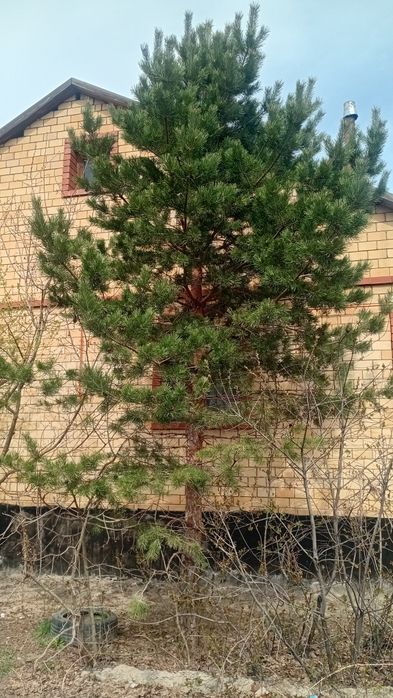 Продам елку в отличном состояние