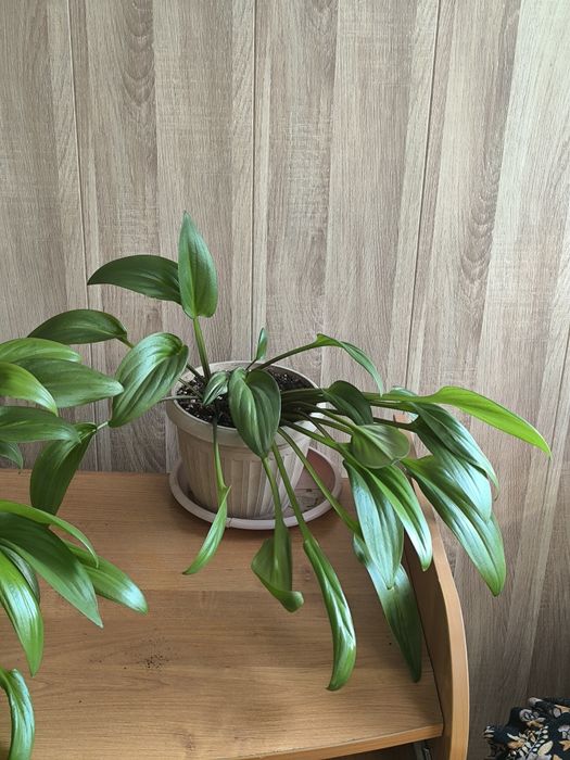 Цветы для офиса, школы, дома