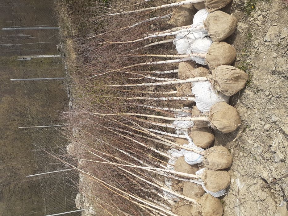 Mesteacăn Thuia Platan tei plante