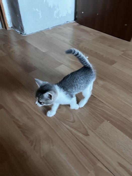 Отдам котенка в добрые руки