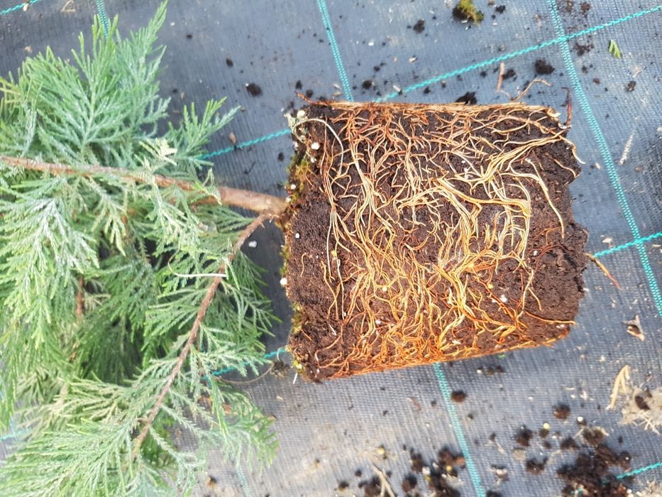 Tuia Smaragd 60-80 Cm si Leylandii pentru gard viu