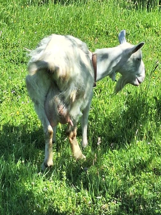 Capra Alba de Banat