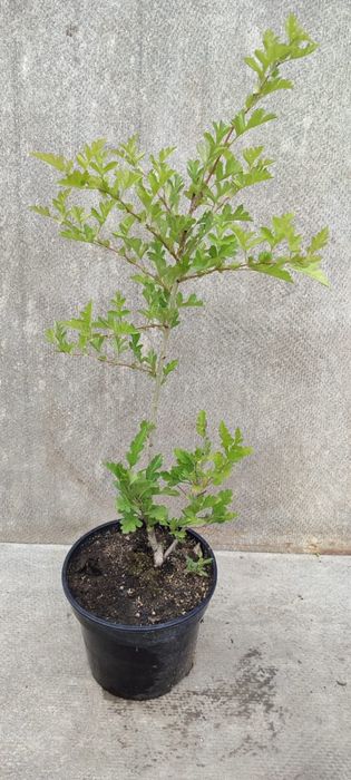 Продада деревьев и кустарников