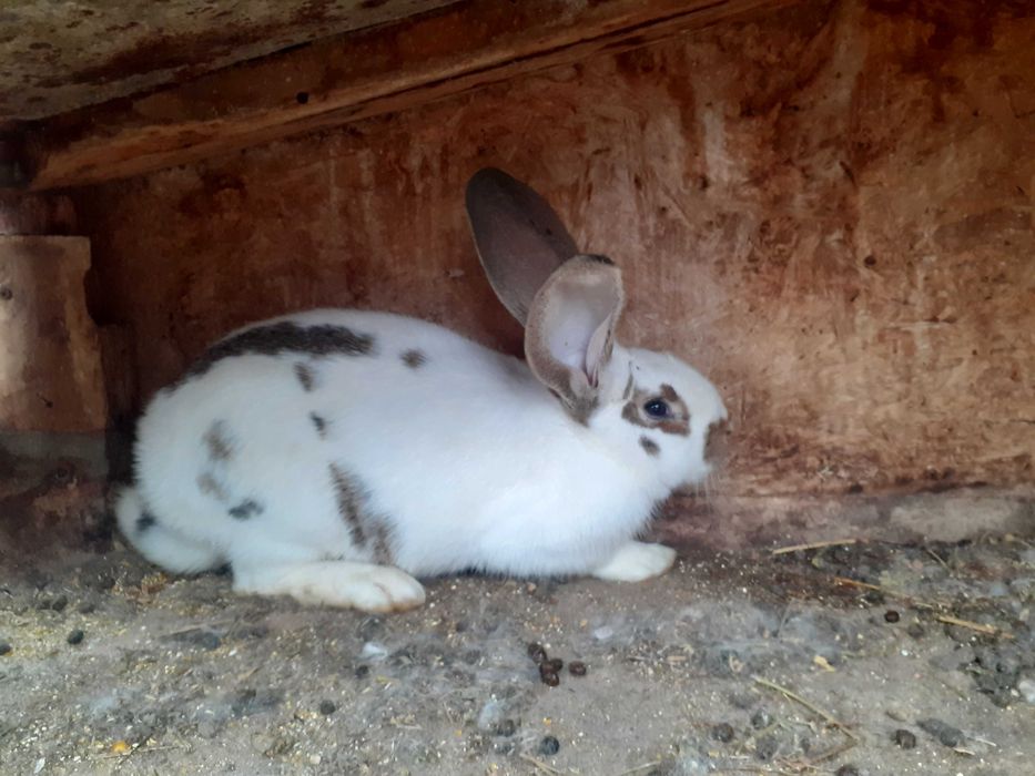 Vand sau schimb iepuri