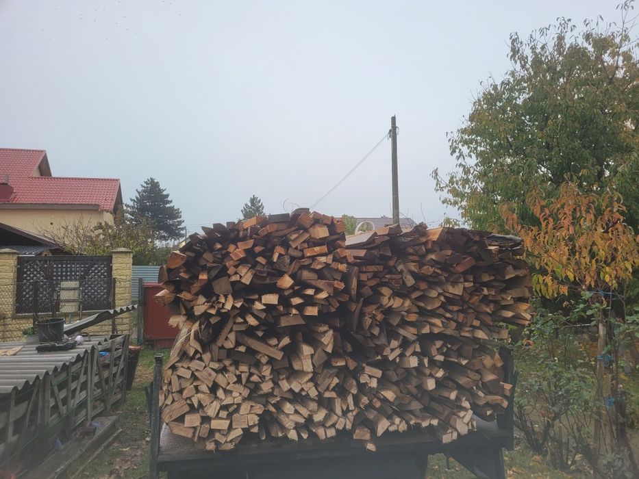 Bonturi de fag uscate