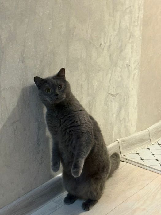 Отдам кошку даром