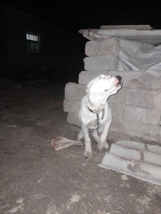 Алаба кучук сотилади