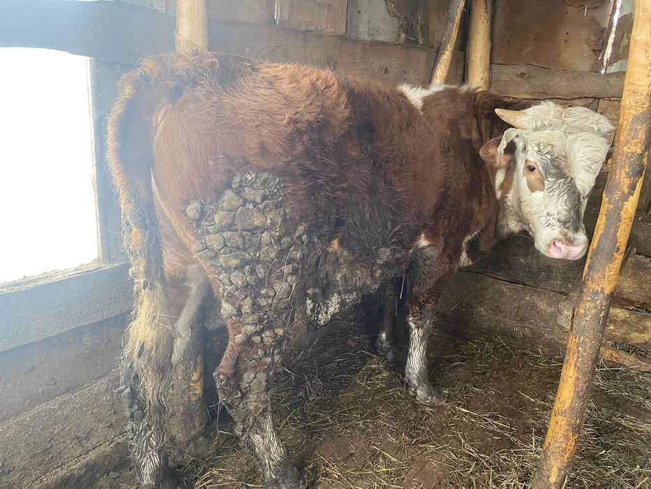 Продам бычков подсосных