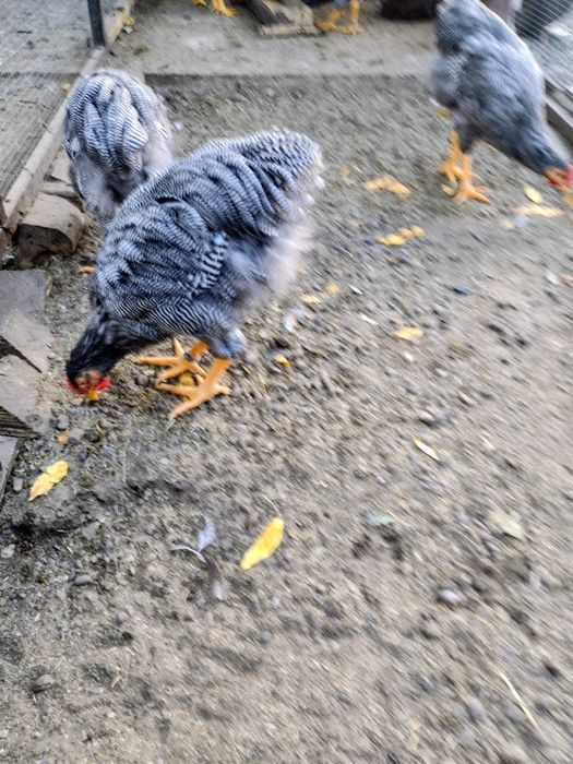 Vând pui Plymouth rock barat cocos (5 luni,) Târgu Mures