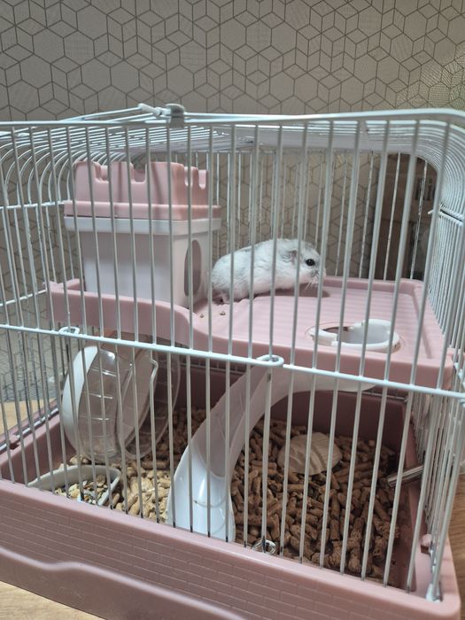 Джунгарский хомяк (белый)