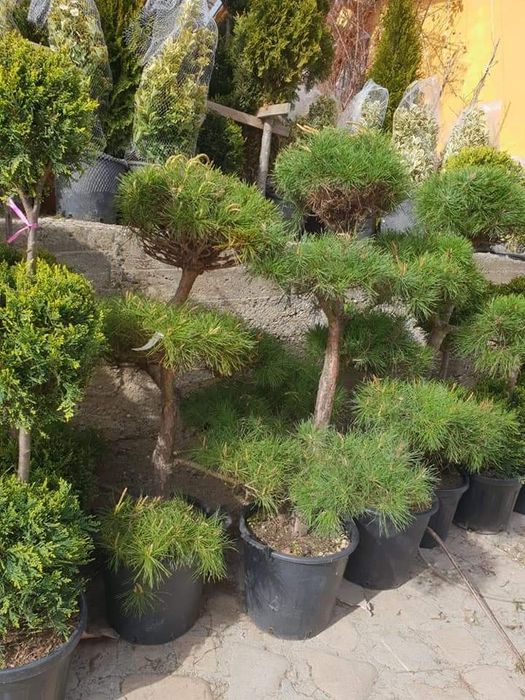 Plante speciale tuia forme