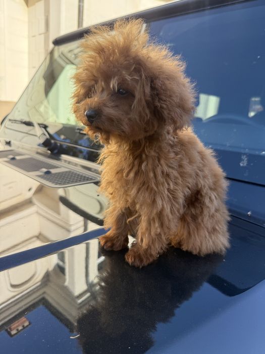 Teacup  Toy Poodle - той пудел тийкъп