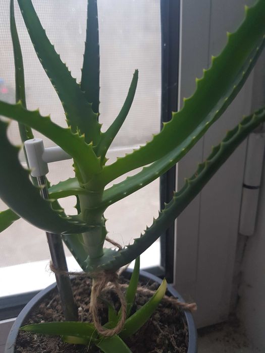 Oglinda venetiana din cristal