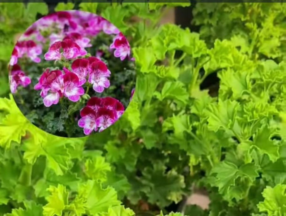 Продам отростки цветов