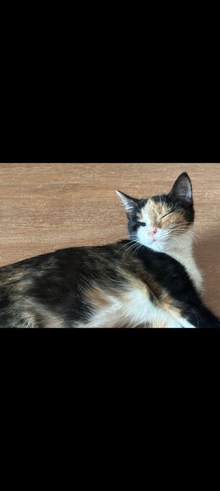 Отдам котенка в добрые руки