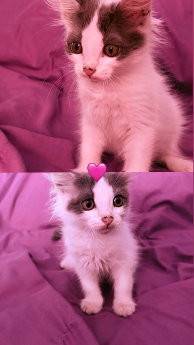 Милые котята ищут дом