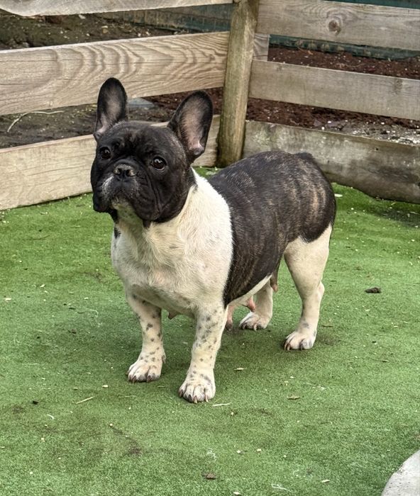 Femela buldog francez