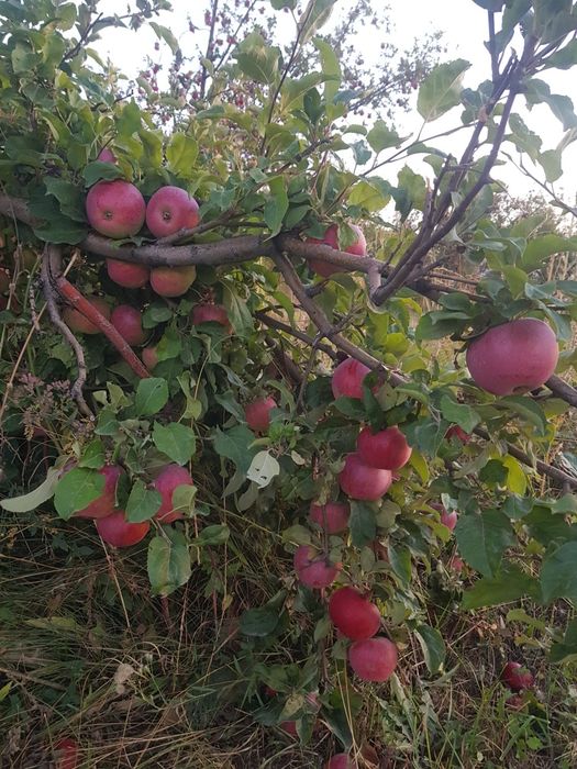 Яблоки Апорт Алматинский