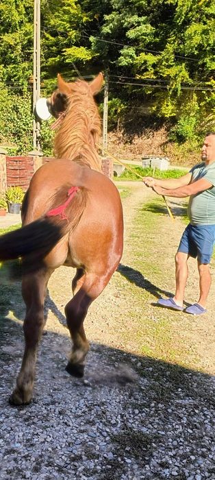 De vânzare mânz...