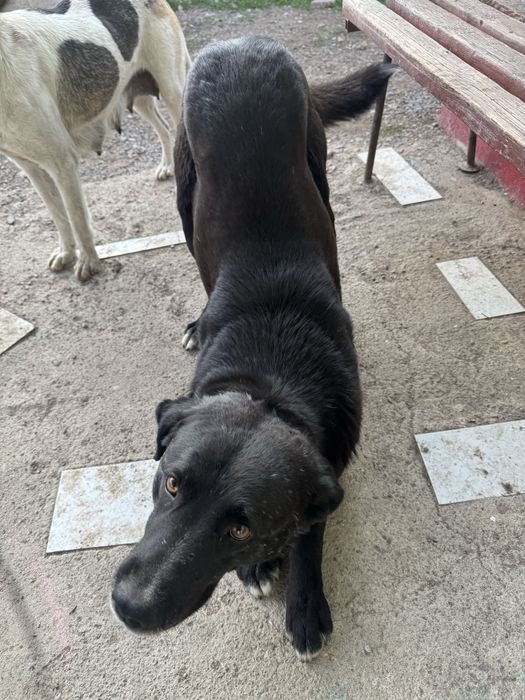 Щенок / щенята, Собака / собаки