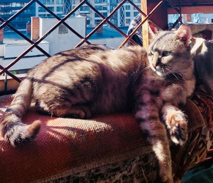 Сив Таби котарак търси дом