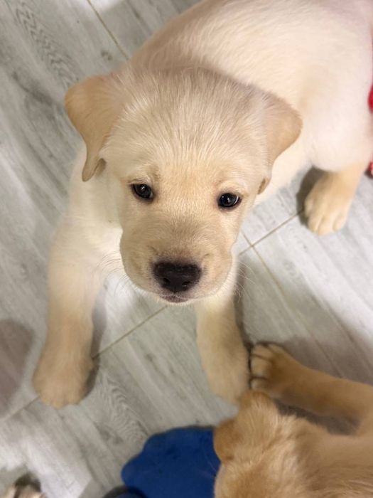 Щенки лабрадорчики