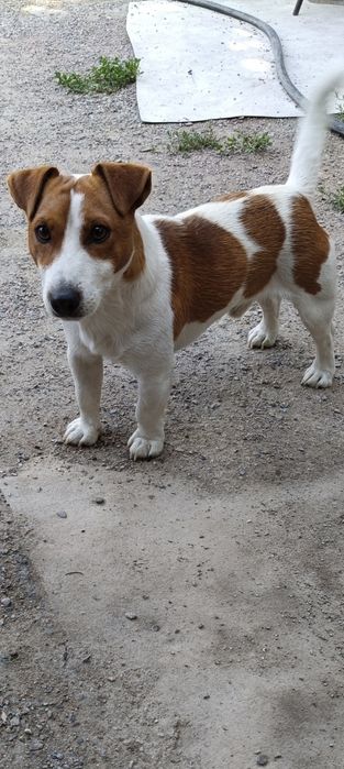 Вязка. Джек Рассел Терьер.