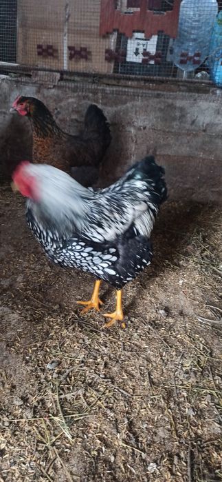 Питухи   виондот