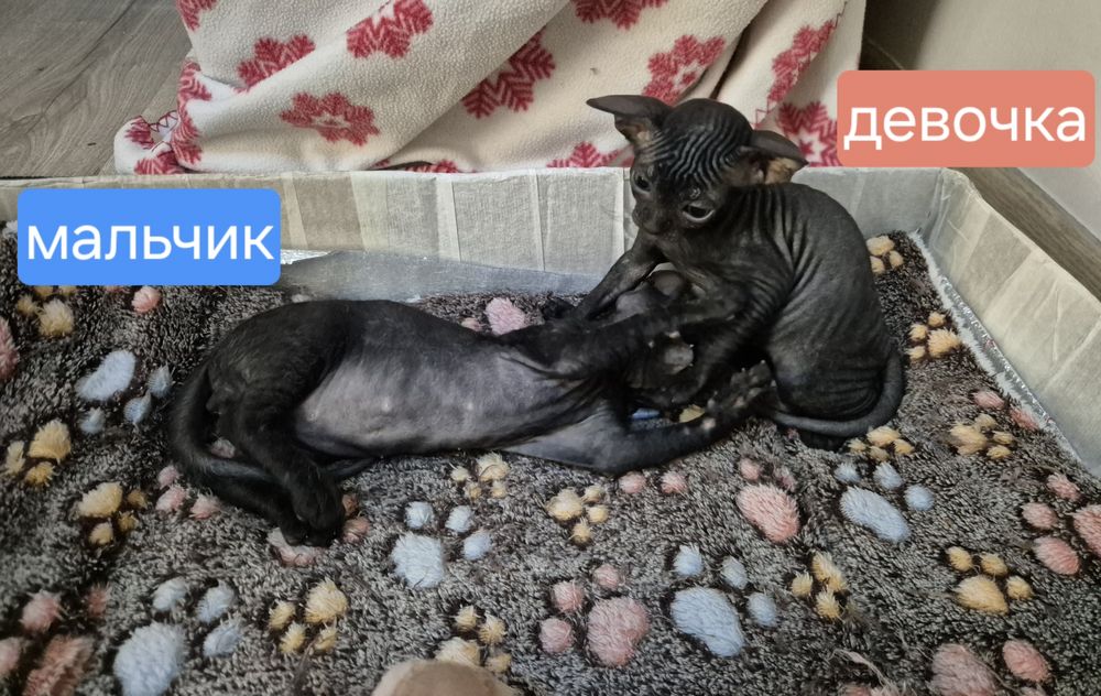 Котята донского сфинкса