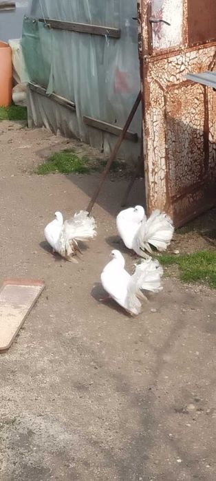 Porumbei voltați de vânzare