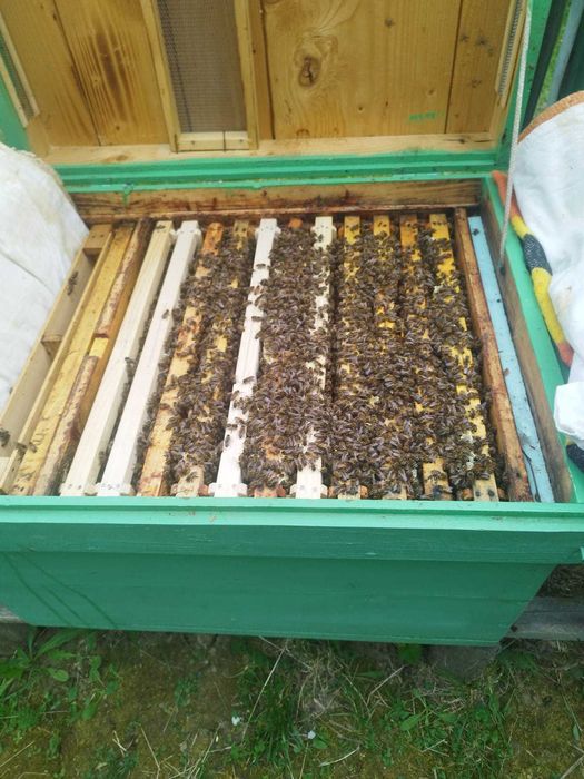 Vand 10 familie albine