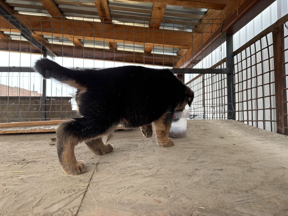 Catelusa ciobanesc german