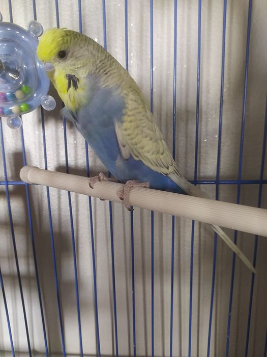 Говорящий попугай 150000