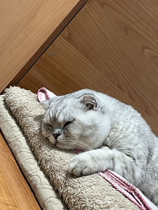 Britanski skotish fold, seribristiy okras 11 oylik mushuk sotiladi !