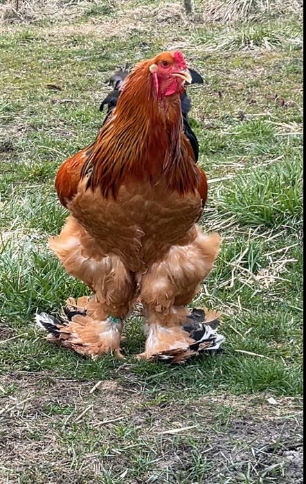 Brahma Columbia Galben-Negru