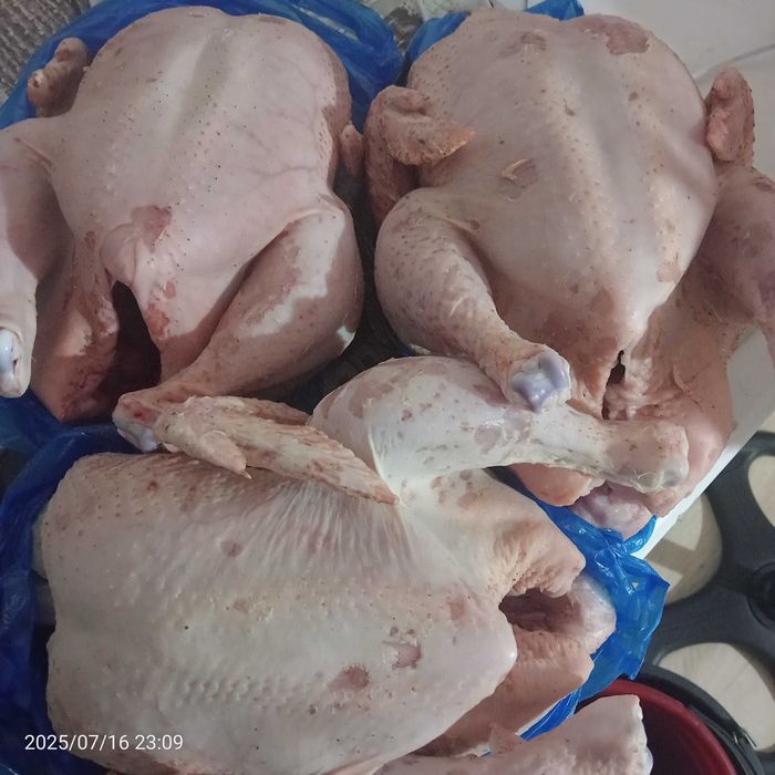 Продам бролеры домашние