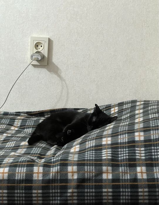 Отдам в хорошие руки, Котенок (девочка)