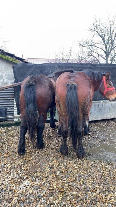 Manz si manza de vanzare