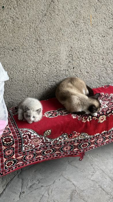 Дарю катят в хорошую руку