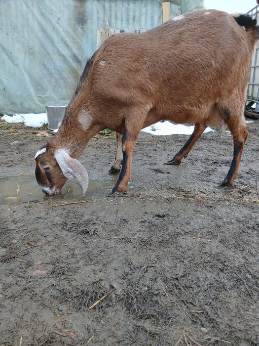 Vând doi țăpișori și o ieduță Rasa Anglo Nubiana,în vârstă de o lună