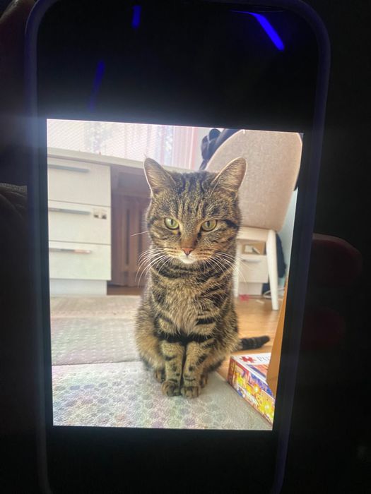 Пропал кот, кастрированный, в татарке