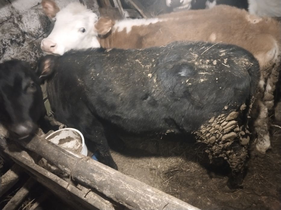 Продам тёлочек оптом