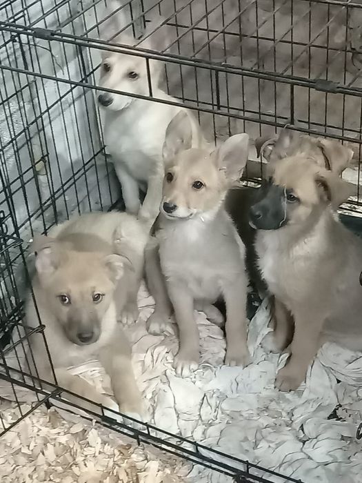 Отдам в добрые руки