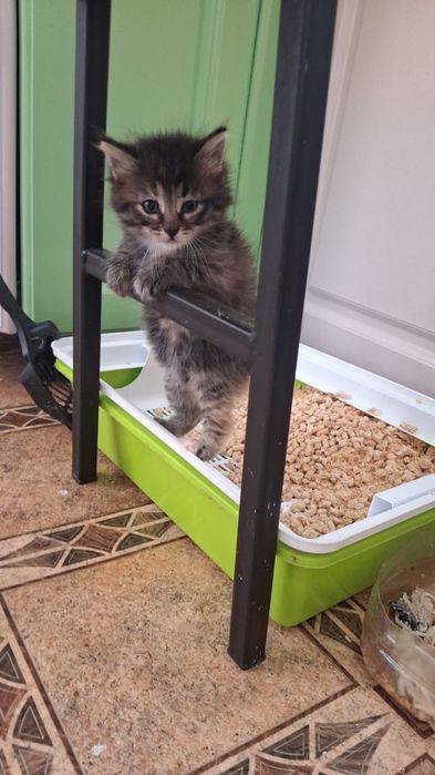 Отдам котят бесплатно в добрые руки. Уральск