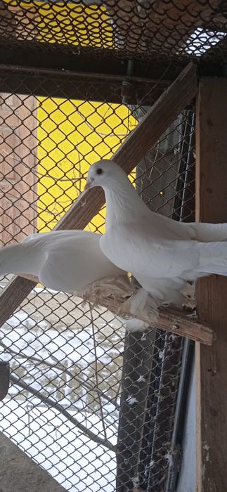 Продам голубей домашних