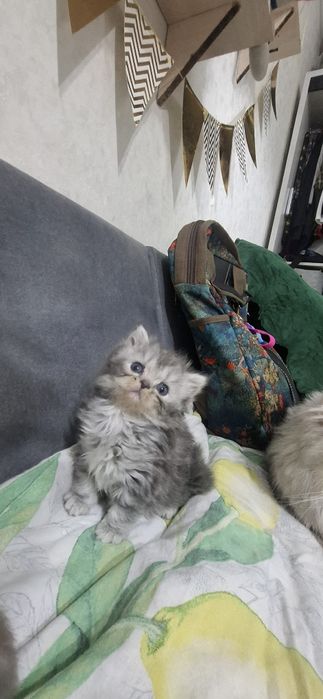 Продаются котята скотишь страйт,фолд.