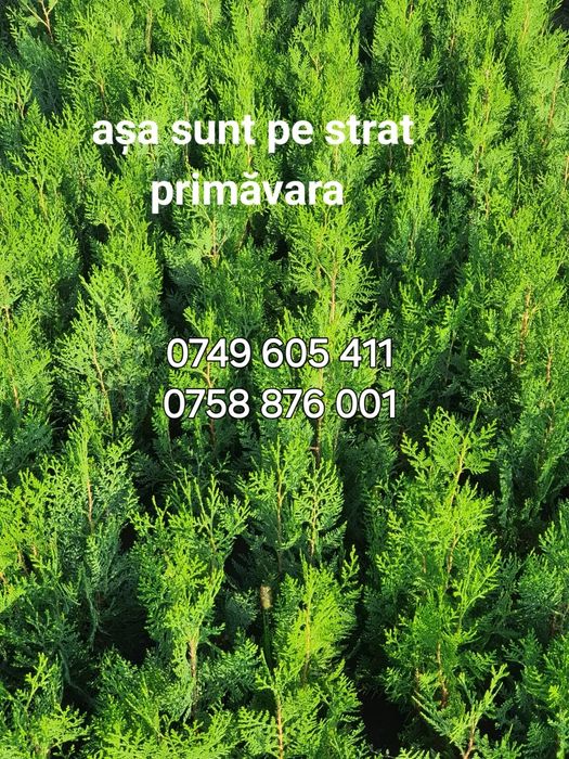 Tuia pentru gard viu